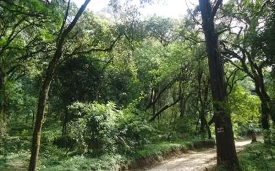 Day Trips To Menagesha Suba Forest